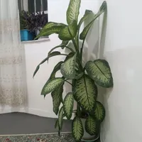 گل دیفن باخیا|گل و گیاه طبیعی|جوانرود, |دیوار