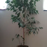 فروش گل آپارتمانی