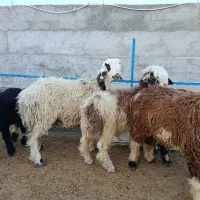 گوشت بره نر جوان