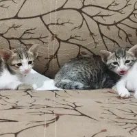 واگزاری گربه ،کنگان