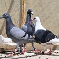 جوجه آلمانی‌ سبز ابلغ قره پولکی سار هفرنگ پشت گراف