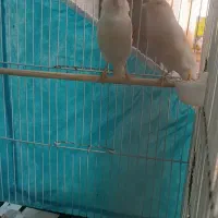 قناری با جوجه ،تخم