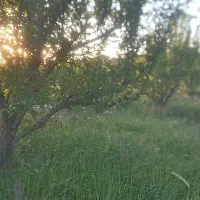 فروش باغچه