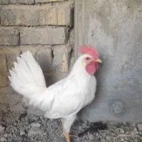 یک عدد خروس آواز خوان