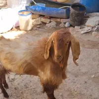 نر بز پاکستانی بی شاخ