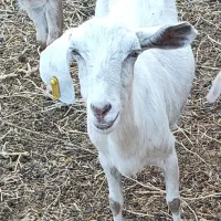 بز دورگ پاکستانی سانان