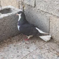 خوشرنگ الماسی