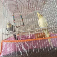 عروس هلندی نر و ماده