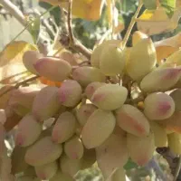 فروش-باغ-پسته-قنوات-مراد-آباد
