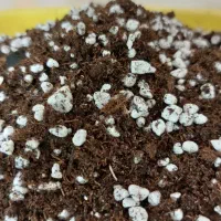 خاک مخصوص خانواده ی بنفشه آفریقایی