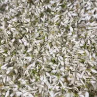 بهار نارنج تازه چین دست چین و بدون برگ وبدون غنچه