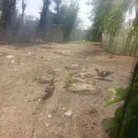 اردک اسرایلی
