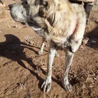 سگ زیبا افغان