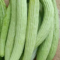 خیار چنبر