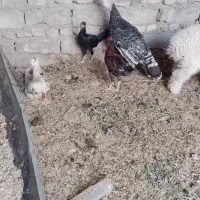 بوقلمون نر چاق سالم