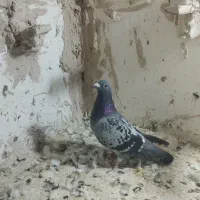 کفتر بوم