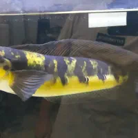 چانا یلو مارو خوش رنگ
