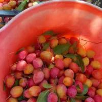 الچه|خوردنی و آشامیدنی|خوی, |دیوار