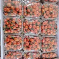 گوجه زیتونی (چری) درجه یک گلخانه ای