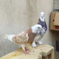 کبوتر پرش سنگین حیون حسابی شازده زرد و سرور و