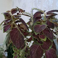 فروش گل طبیعی آپارتمانی