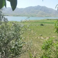 زمین و باغ مثمر در سنقر