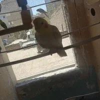 عرو هلندی و کوتول.ه