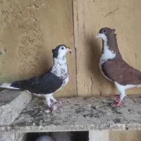 کفتر رنگه ساده کاکلی