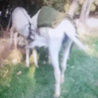 الاغ ماده به همراه کره
