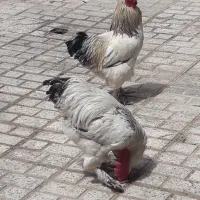 ۲عدد خروس برهما جوان