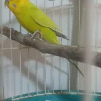طوطی|پرنده|مشهد, سیس‌آباد|دیوار