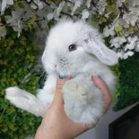 خرگوش مینی لوپ (های لایت سیلور وبلو)