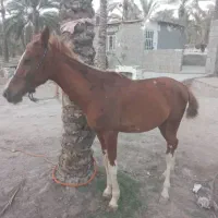 اسب بن طوطی