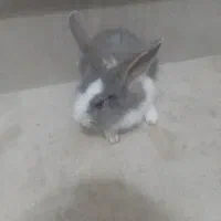 ۲ جفت خرگوش