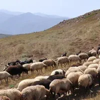 میش داشتی هام