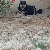 سگ روتوایلر ماده