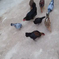 فرویات ثلاث او  دیچ واحد