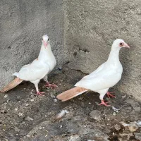 جوجه دم زرد
