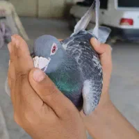 کبوتر مسافتی