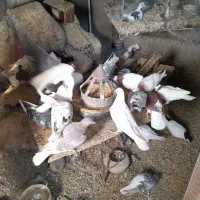 کبوتر درهم یکجا