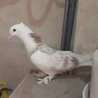 کفتر کبوتر هما از نسل سرور