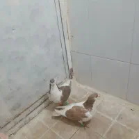 کفتر جفتگاه
