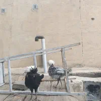 مرغ و خروس زینتی لهستانی