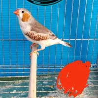 فنچ کینگ اروپایی