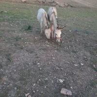 فروش کره خرنر