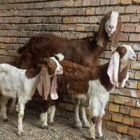 بز دوقلو بزعاله هاش نر ماده قرمز نرسفید ماده