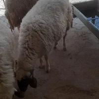 دوعددمیش ویک عددقوچ سنجابی اصیل