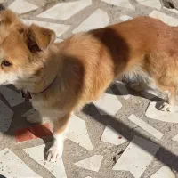 واگذاری حیوان