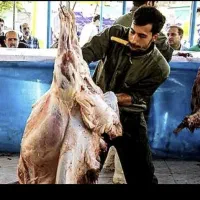 برّه دشت مُغان چِراگاهی/قیمت منصفانه*دام زنده خونی