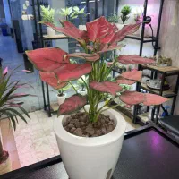 گل و گیاهان هیدروپونیک شده